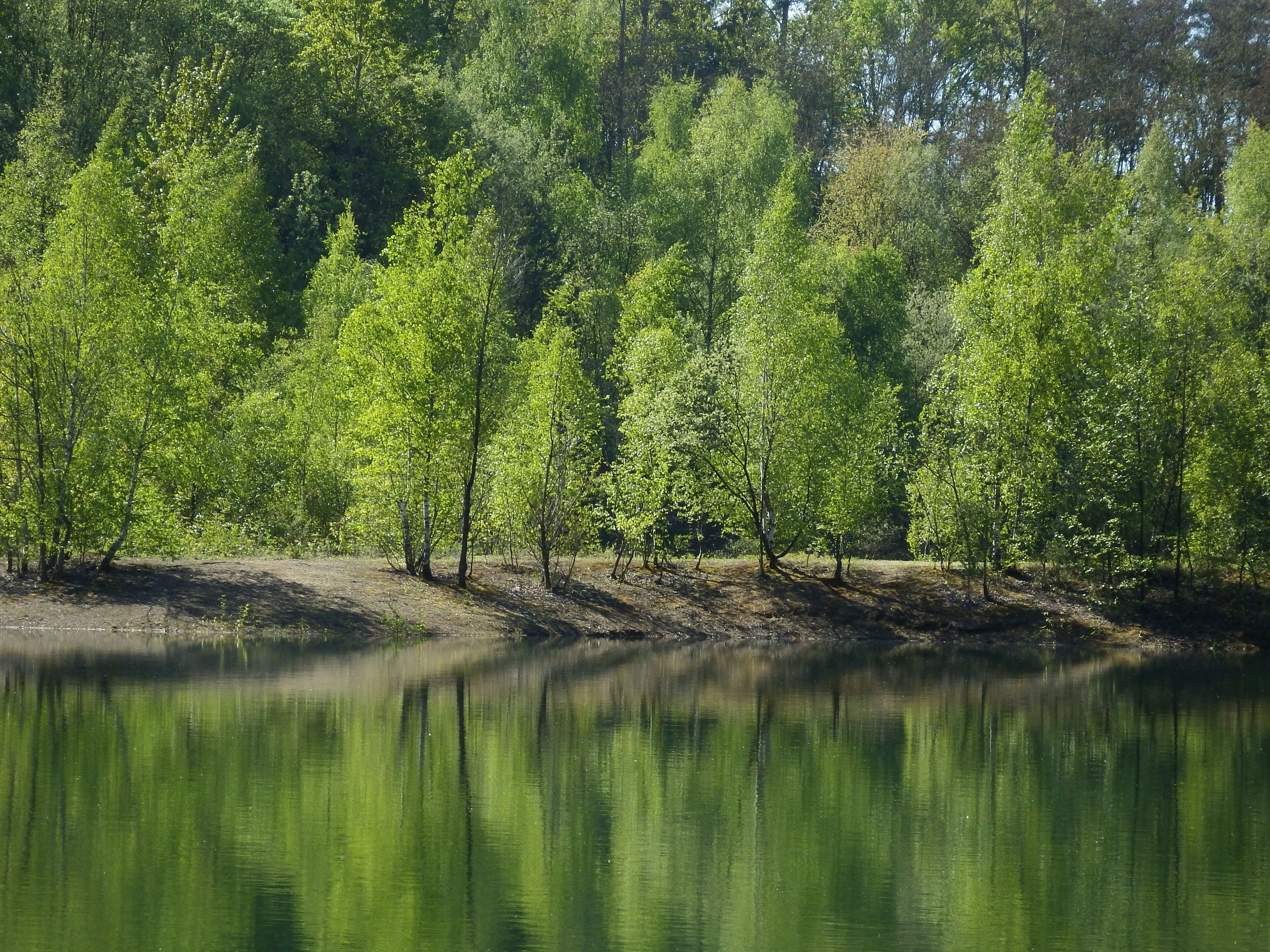 Naturschutzgebiet „Grube Cox“ zwischen Bergisch Gladbach und Bensberg: Schattenspiele