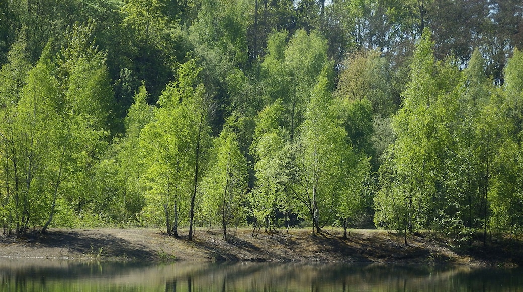 Naturschutzgebiet „Grube Cox“ zwischen Bergisch Gladbach und Bensberg: Schattenspiele