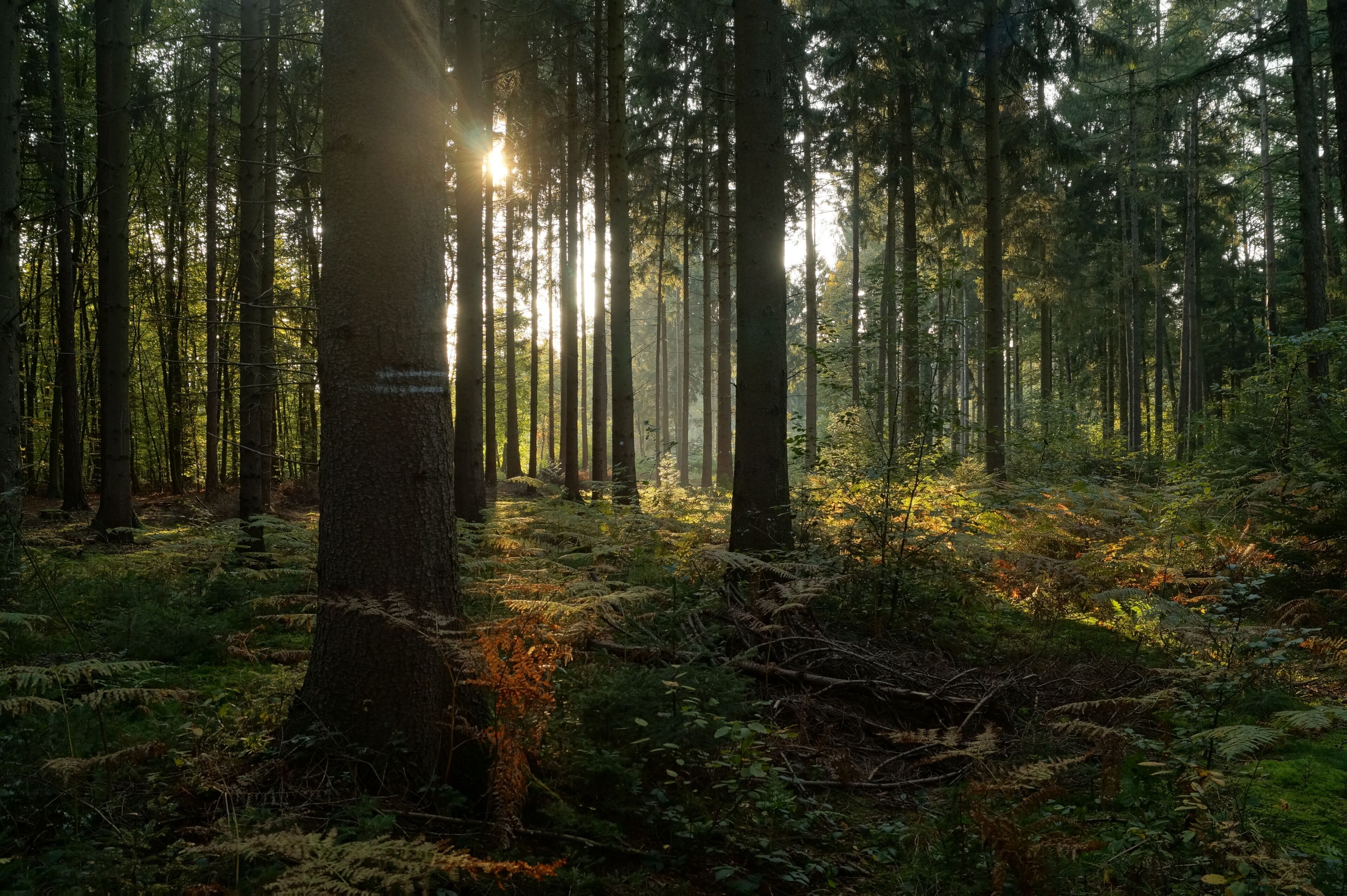 Naturnaher Fichtenforst im Waldgebiet Schluchter Heide; Naturschutzgebiet „Gierather Wald“ (NSG GL-057) in Bergisch Gladbach