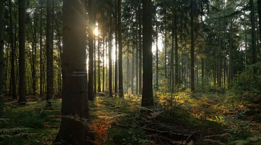 Naturnaher Fichtenforst im Waldgebiet Schluchter Heide; Naturschutzgebiet „Gierather Wald“ (NSG GL-057) in Bergisch Gladbach