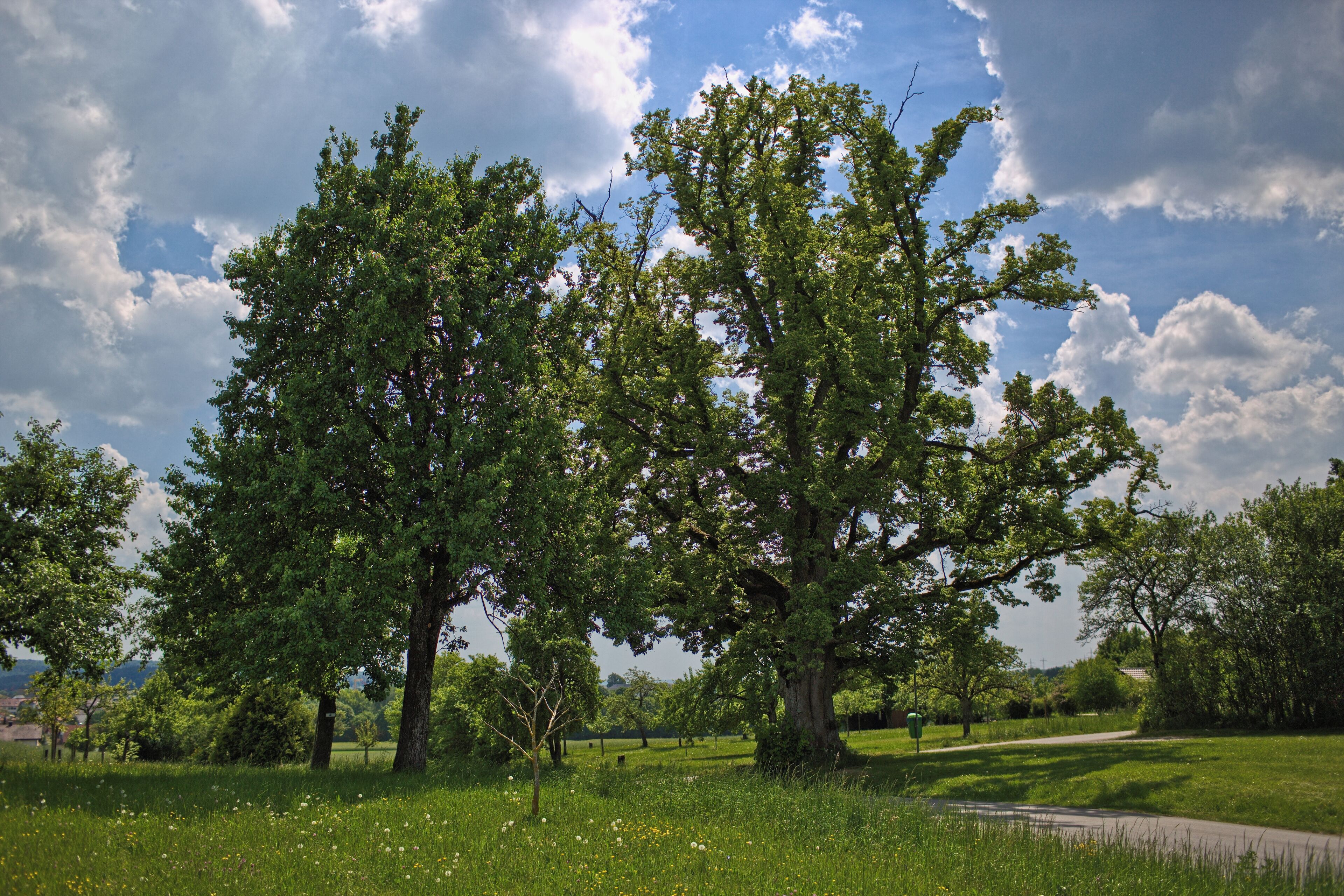Blick von Norden auf das Naturdenkmal "Friedenslinde" am Aidlinger Weg nahe Gärtringen, Kennung 81150150002