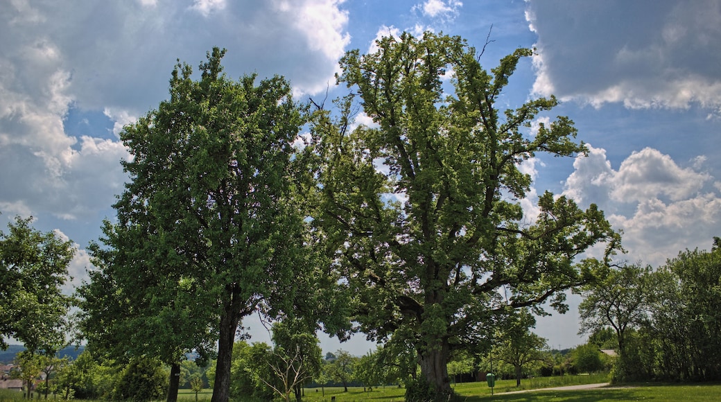 Blick von Norden auf das Naturdenkmal "Friedenslinde" am Aidlinger Weg nahe Gärtringen, Kennung 81150150002