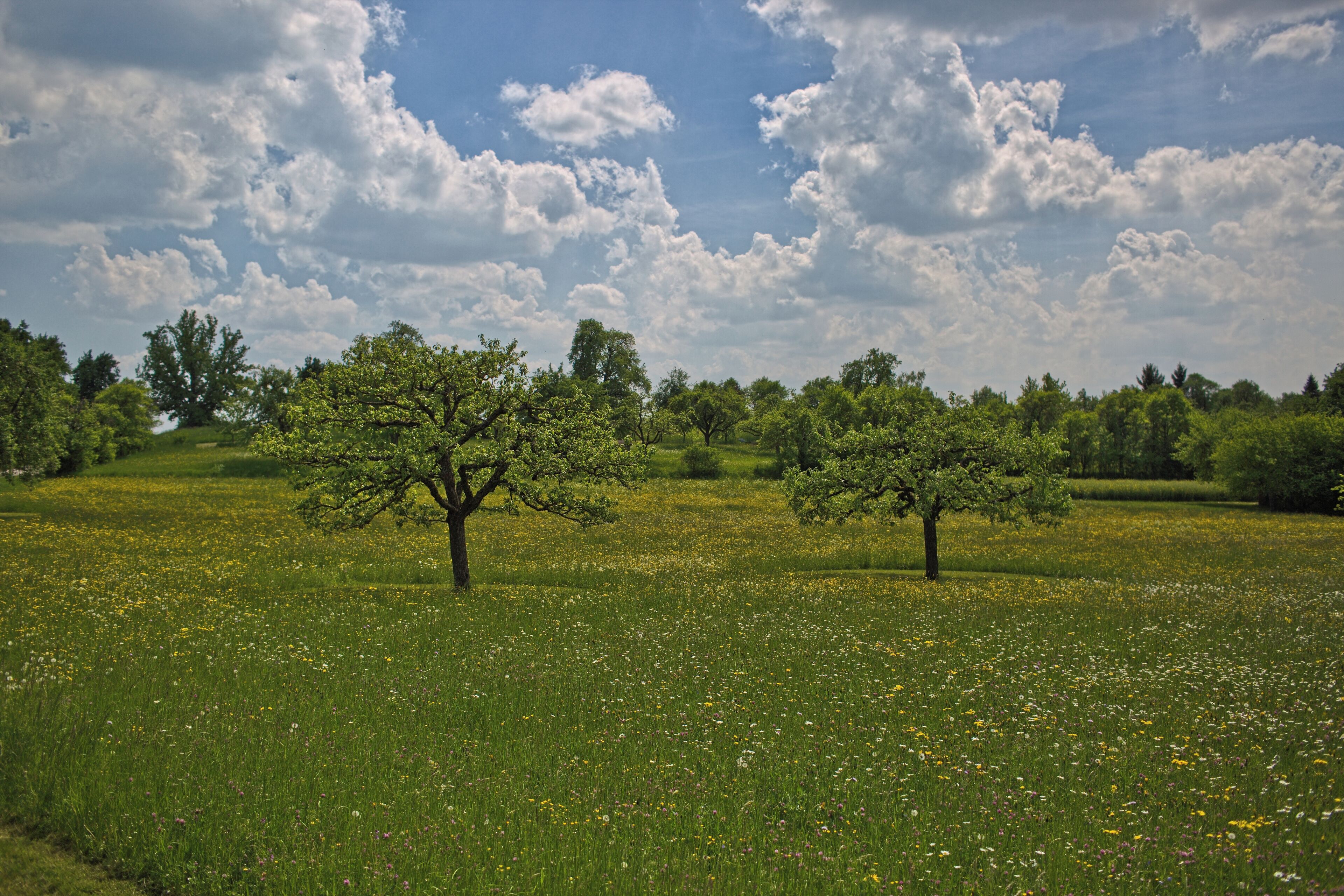 Blick vom Naturdenkmal "Alte Linde" (Kennung 81150150001) Richtung Süden über eine Obstwiese. Links im Hintergrund das Naturdenkmal "Friedenslinde" (Kennung 81150150002).