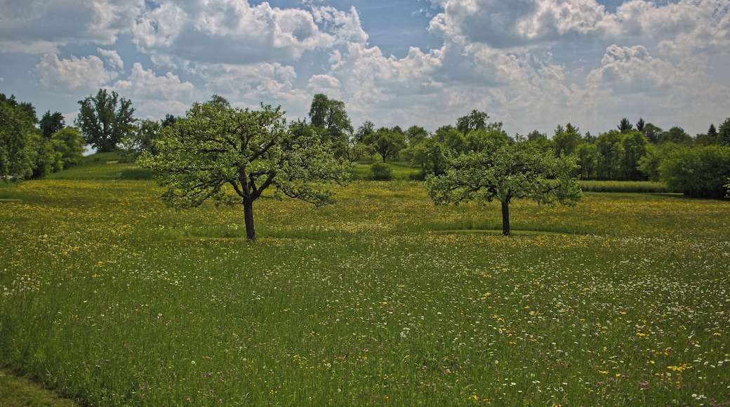 Blick vom Naturdenkmal "Alte Linde" (Kennung 81150150001) Richtung Süden über eine Obstwiese. Links im Hintergrund das Naturdenkmal "Friedenslinde" (Kennung 81150150002).