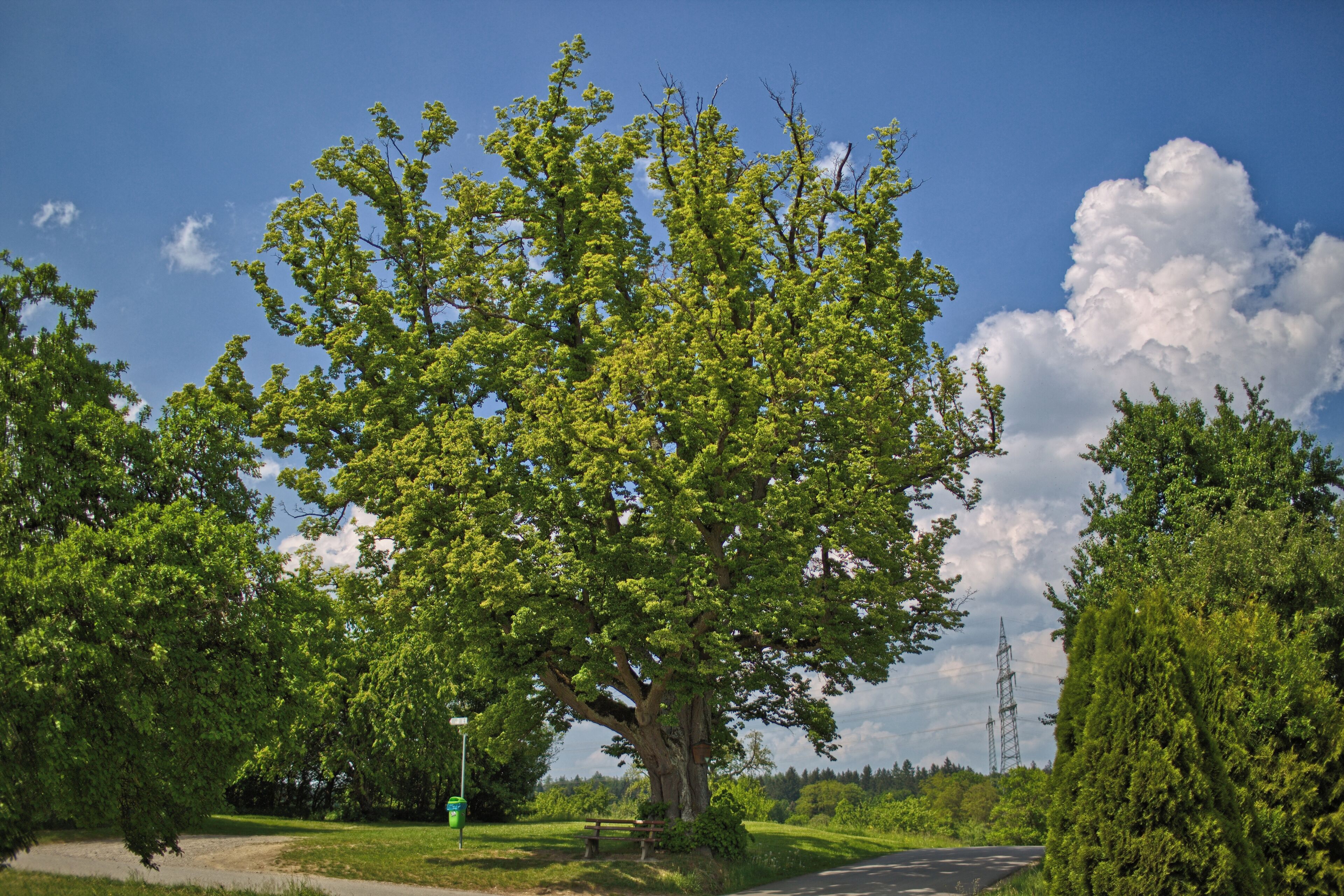 Blick von Süden auf das Naturdenkmal "Friedenslinde" am Aidlinger Weg nahe Gärtringen, Kennung 81150150002