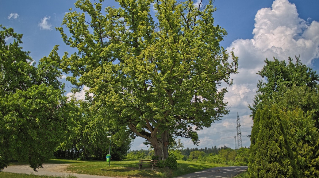 Blick von Süden auf das Naturdenkmal "Friedenslinde" am Aidlinger Weg nahe Gärtringen, Kennung 81150150002
