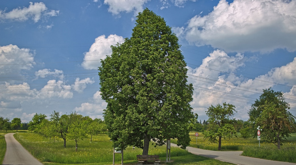 Blick von Süden auf das Naturdenkmal "Alte Linde am Aidlinger Weg" nahe Gärtringen, Kennung 81150150001