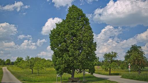 Blick von Süden auf das Naturdenkmal "Alte Linde am Aidlinger Weg" nahe Gärtringen, Kennung 81150150001