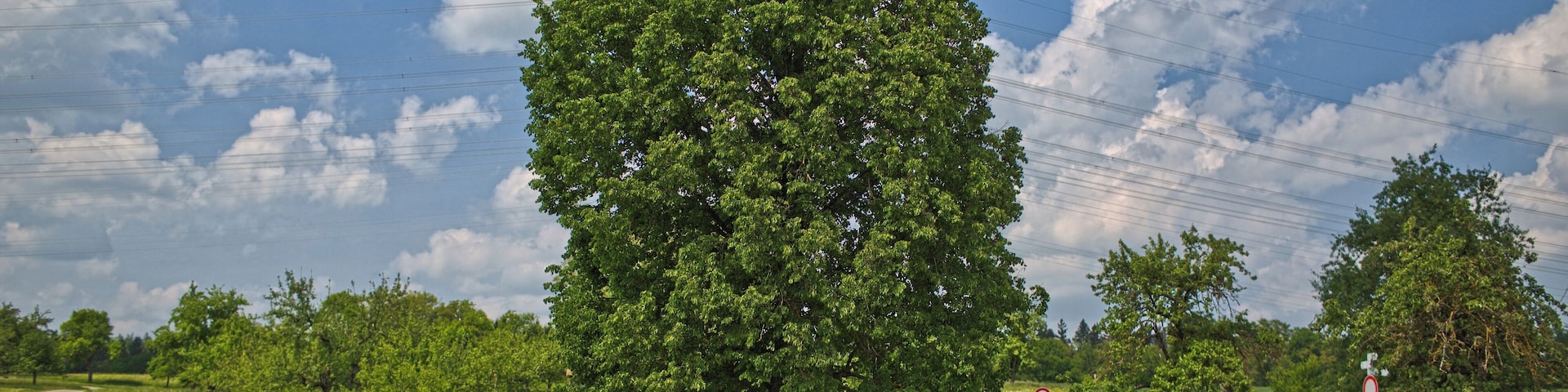 Blick von Süden auf das Naturdenkmal "Alte Linde am Aidlinger Weg" nahe Gärtringen, Kennung 81150150001
