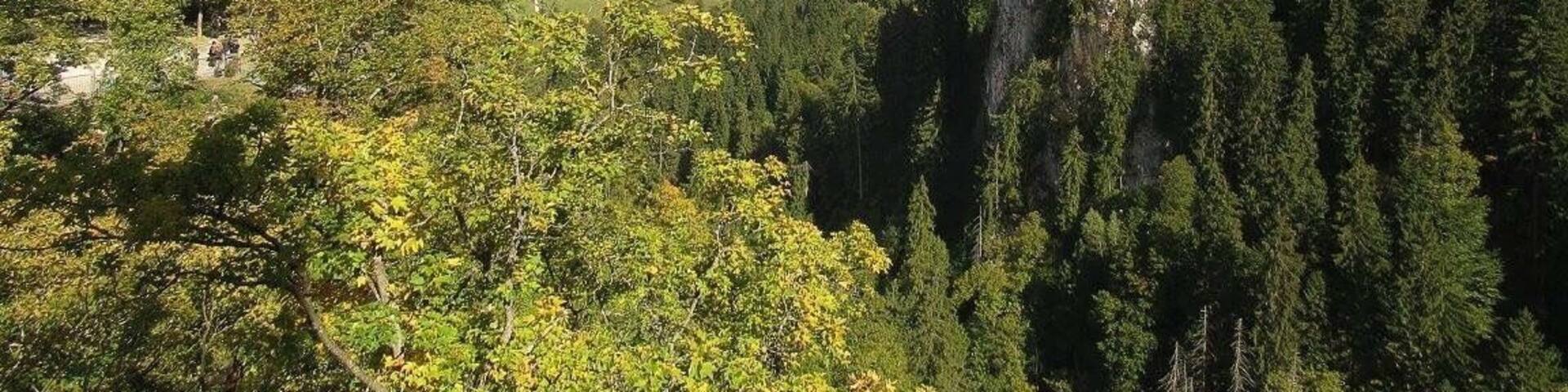 The very #green view of looking out from Neuschwanstein Castle during the early fall
#takeahike
#mountains