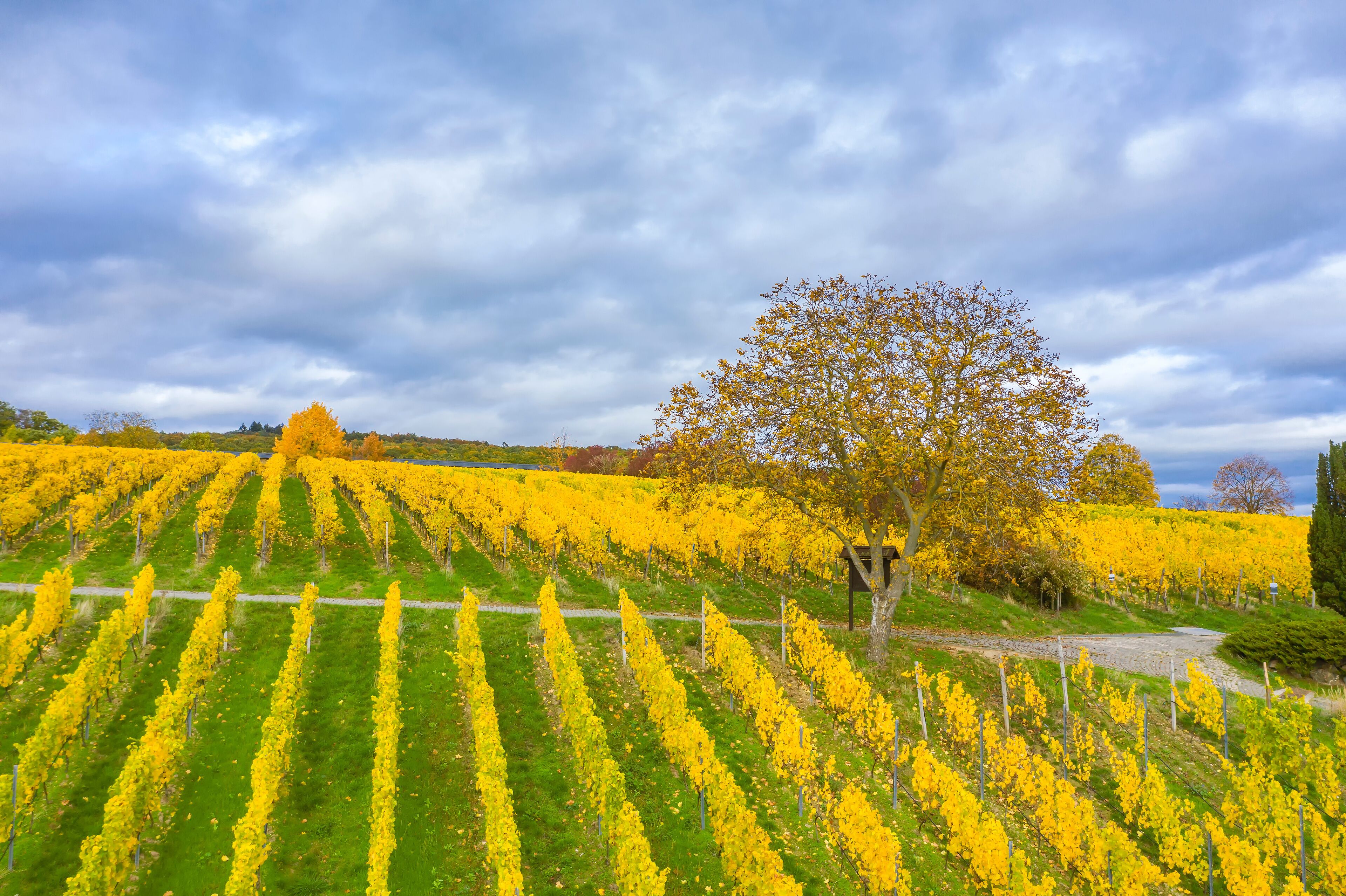 A bird's eye view of the beautiful golden colored vineyards near Hattenheim / Germany in the Rheingau in autumn 