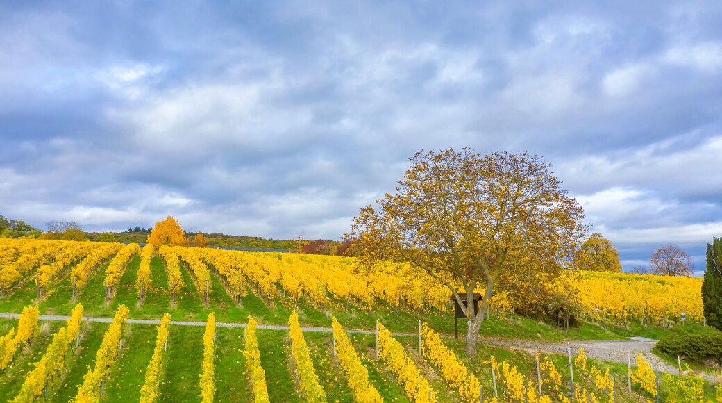 A bird's eye view of the beautiful golden colored vineyards near Hattenheim / Germany in the Rheingau in autumn