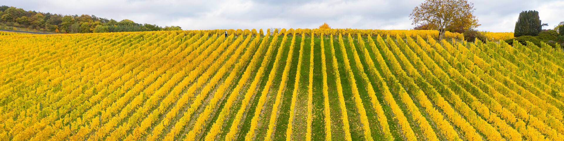 Yellow colored vineyards near Hattenheim / Germany in the Rheingau from a bird's eye view