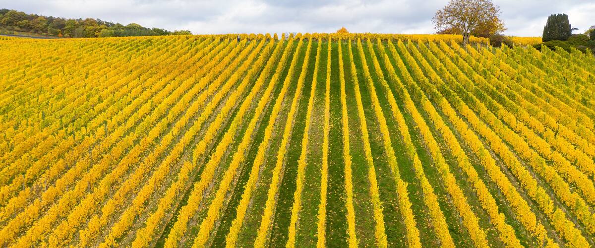 A field of yellow flowers arranged in neat rows on a hillside.