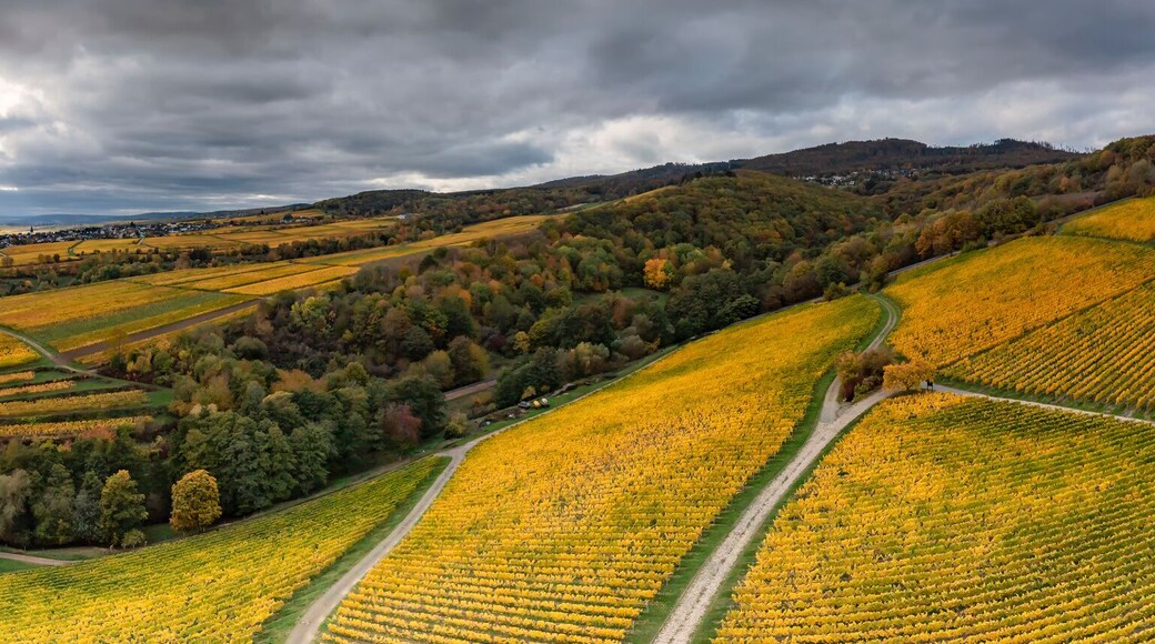 View from the bird's eye view on the golden discolored rows of vines in the vineyards of Rhinegau