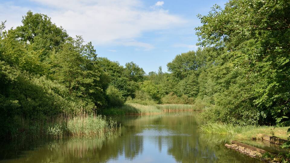 A calm river surrounded by dense green foliage and trees.
