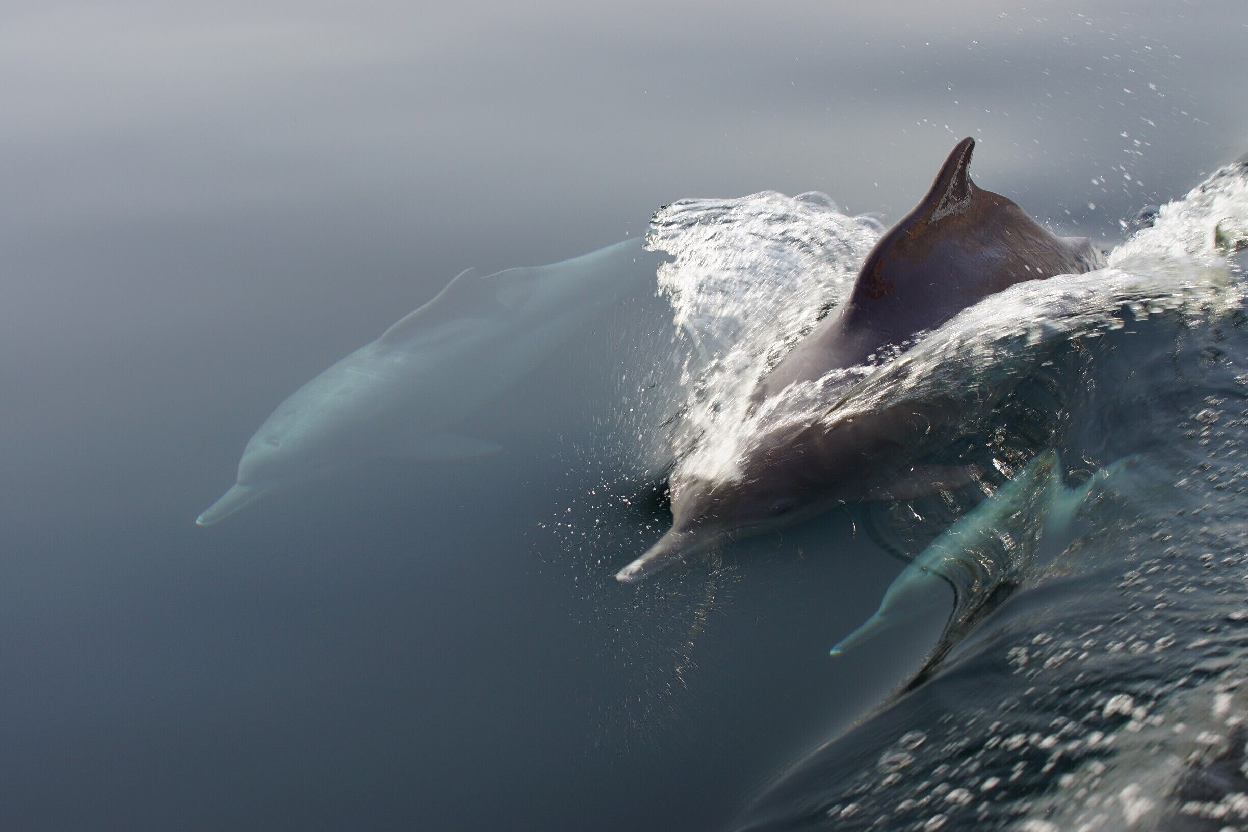 Humpback Dolphins in the clear waters of the "Fjords of Musandam".  Half or full day dhow trips including snorkeling at Telegraph Island are available through tour operators in Khasab and local hotels.