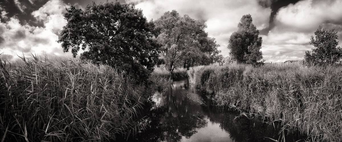 A river reflecting trees and tall grass.