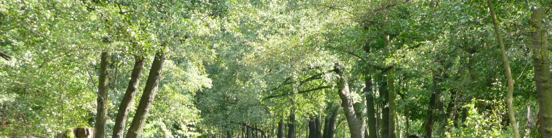 Spree im BiosphÀrenreservat Spreewald zwischen Leipe und Lehde, Brandenburg