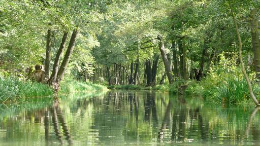 Spree im BiosphÀrenreservat Spreewald zwischen Leipe und Lehde, Brandenburg