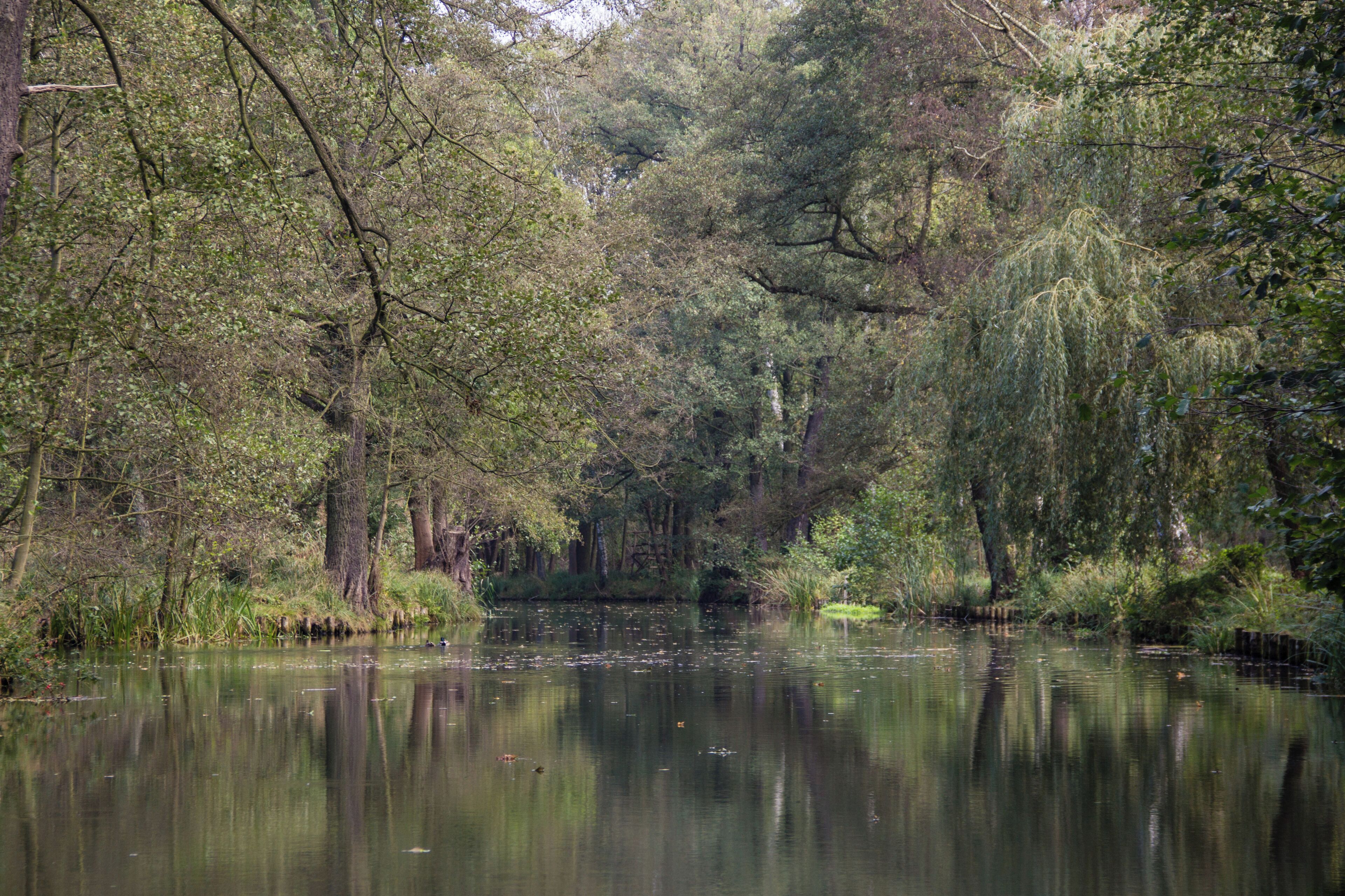 Spreewald, Seitenkanal, Spreewald Biosphere Reserve