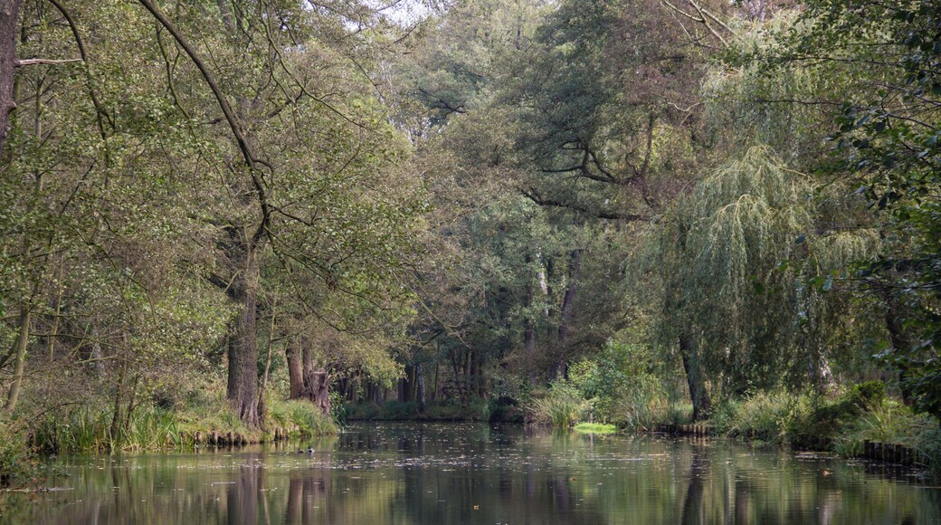 Spreewald, Seitenkanal, Spreewald Biosphere Reserve