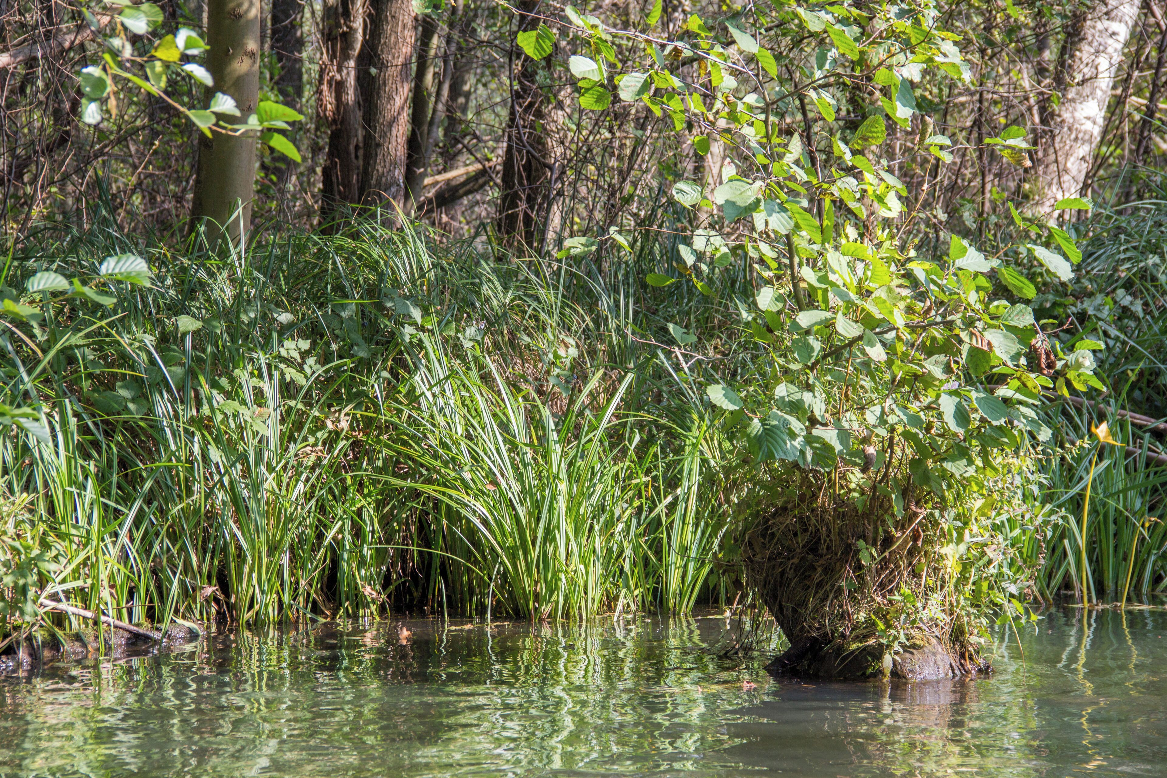 Spreewald, Ufer mit Bewuchs, Spreewald Biosphere Reserve
