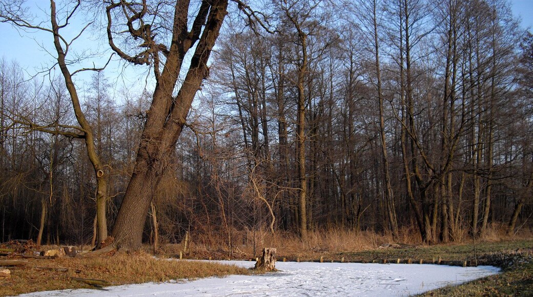 Spreewald im Winter