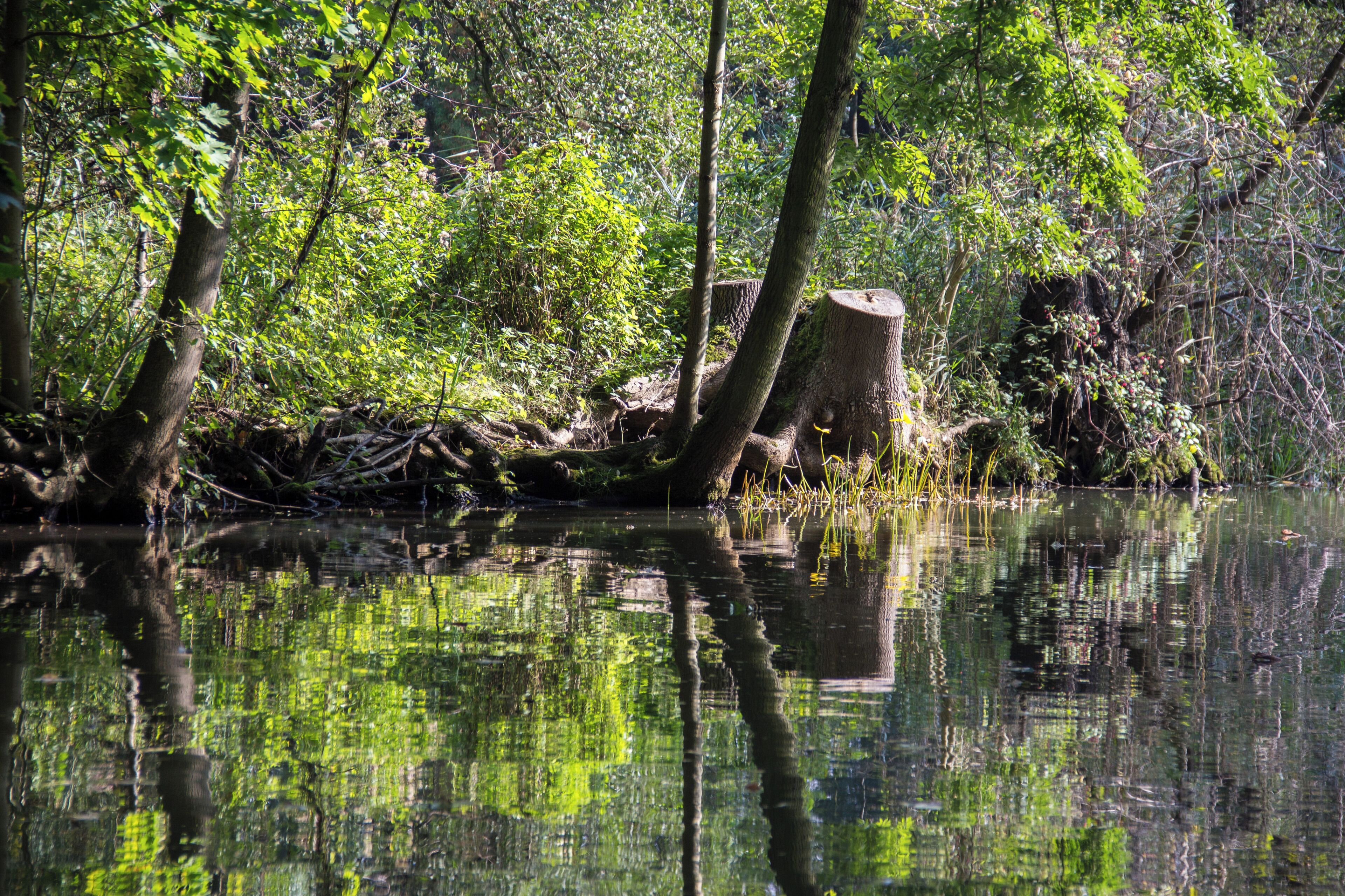 Spreewald, Ufer, Spreewald Biosphere Reserve
