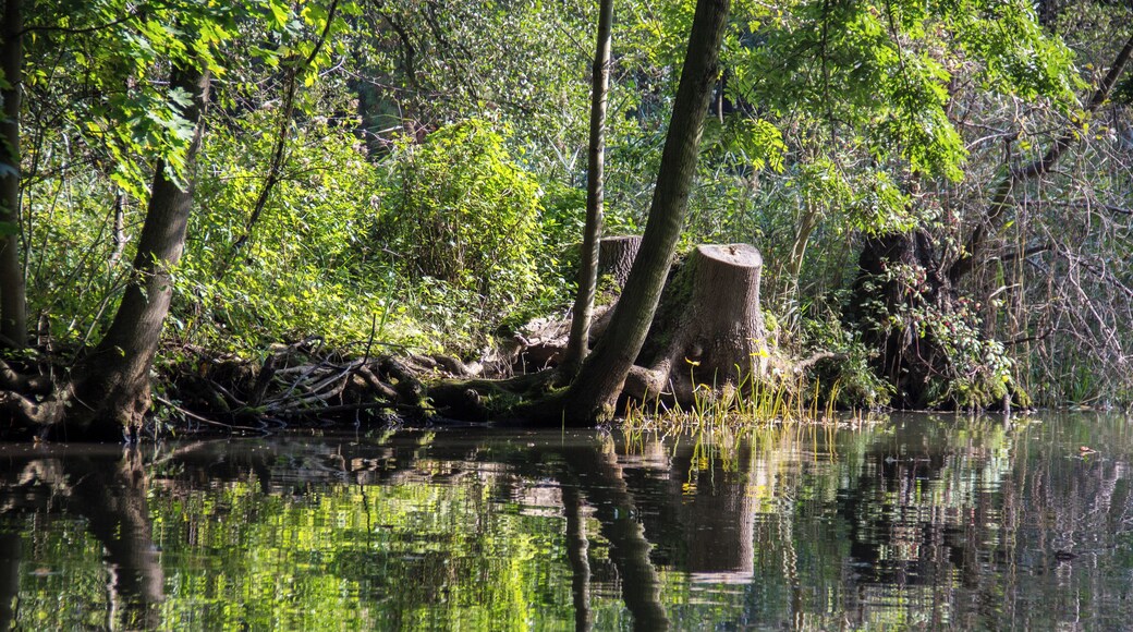 Spreewald, Ufer, Spreewald Biosphere Reserve