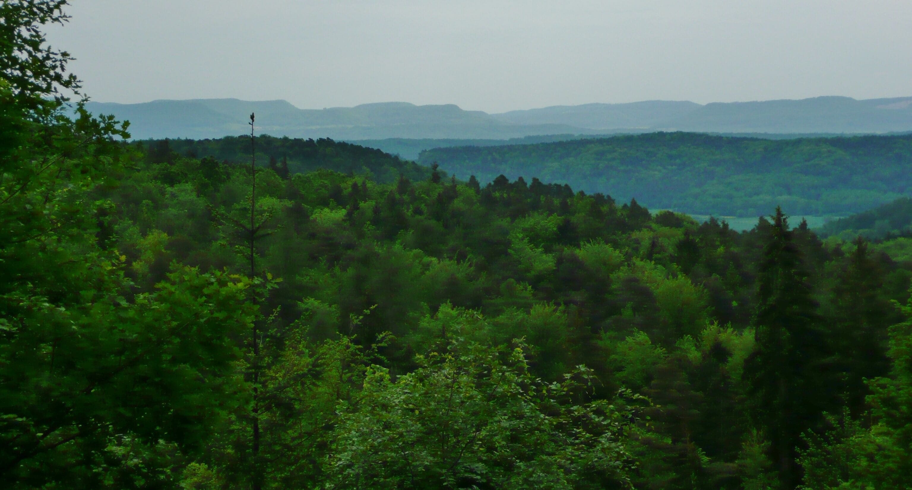 Naturpark Schönbuch mit Blick auf die Schwäbische Alb