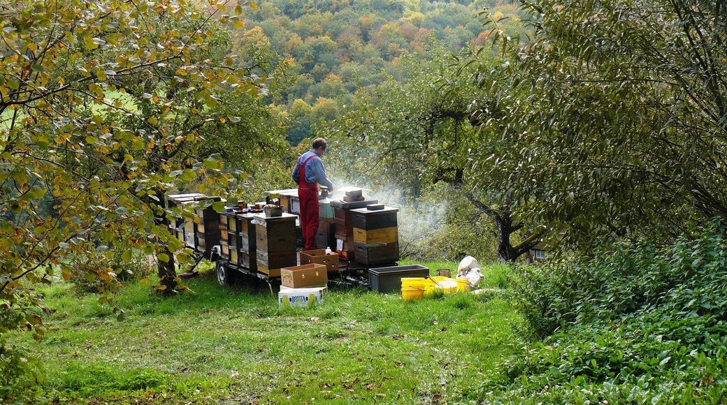 Imker an seinem Bienenstock im Naturpark Schönbuch bei Bebenhausen