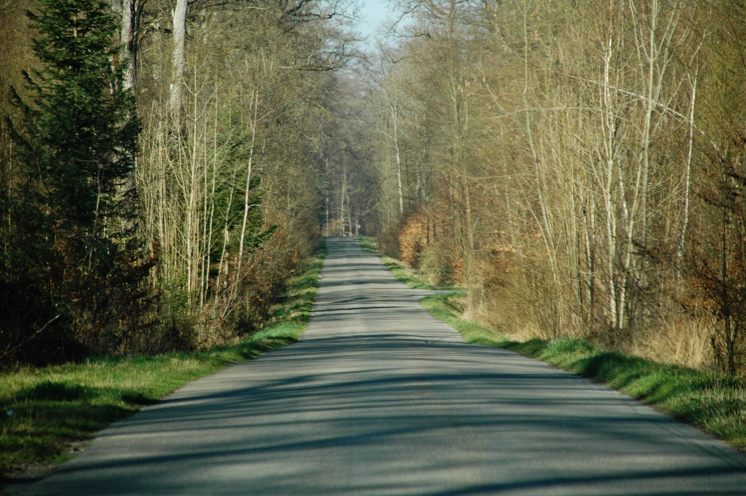 A narrow road flanked by dense trees and greenery, leading into the distance.