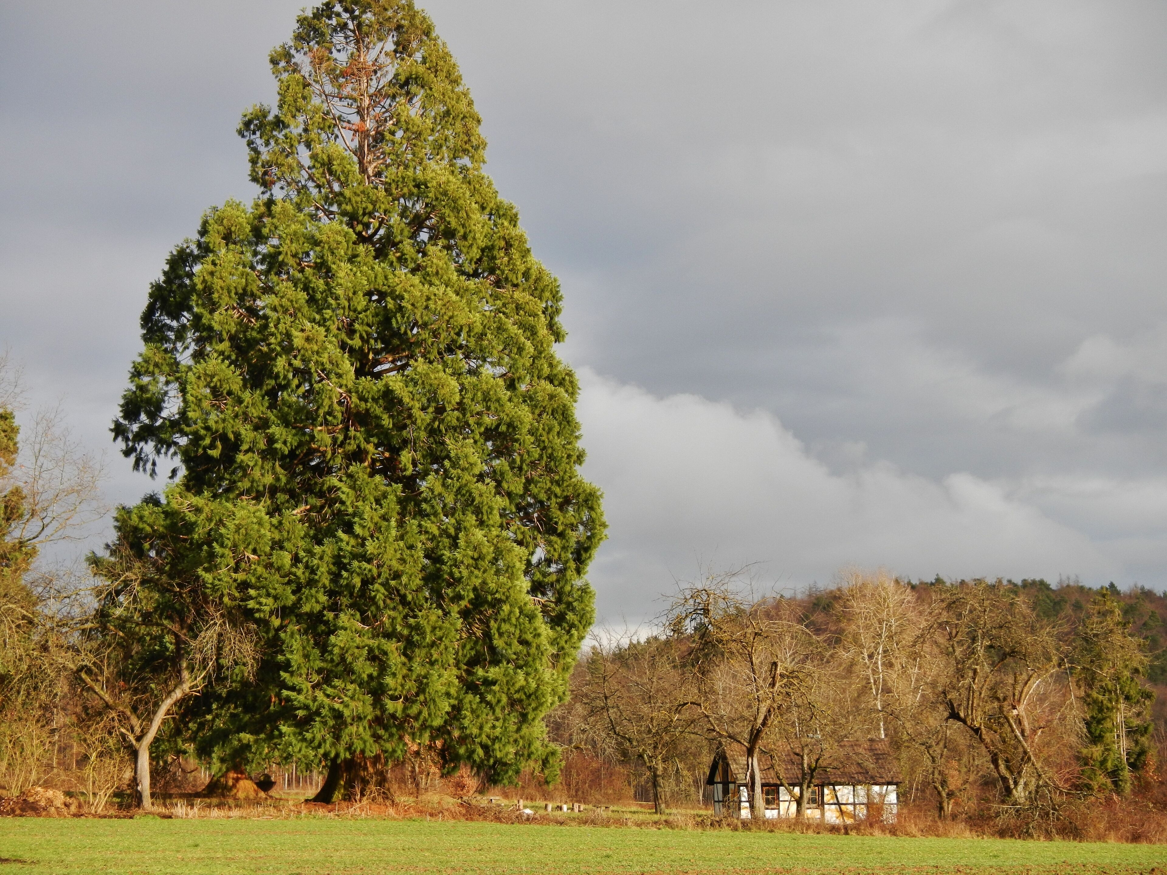 Riesenmammutbaum Sequoia, Sequoiadendron giganteum im Schönbuch