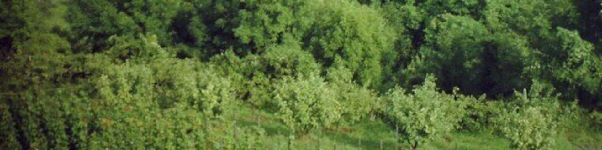 Blick von der Wurmlinger Kapelle