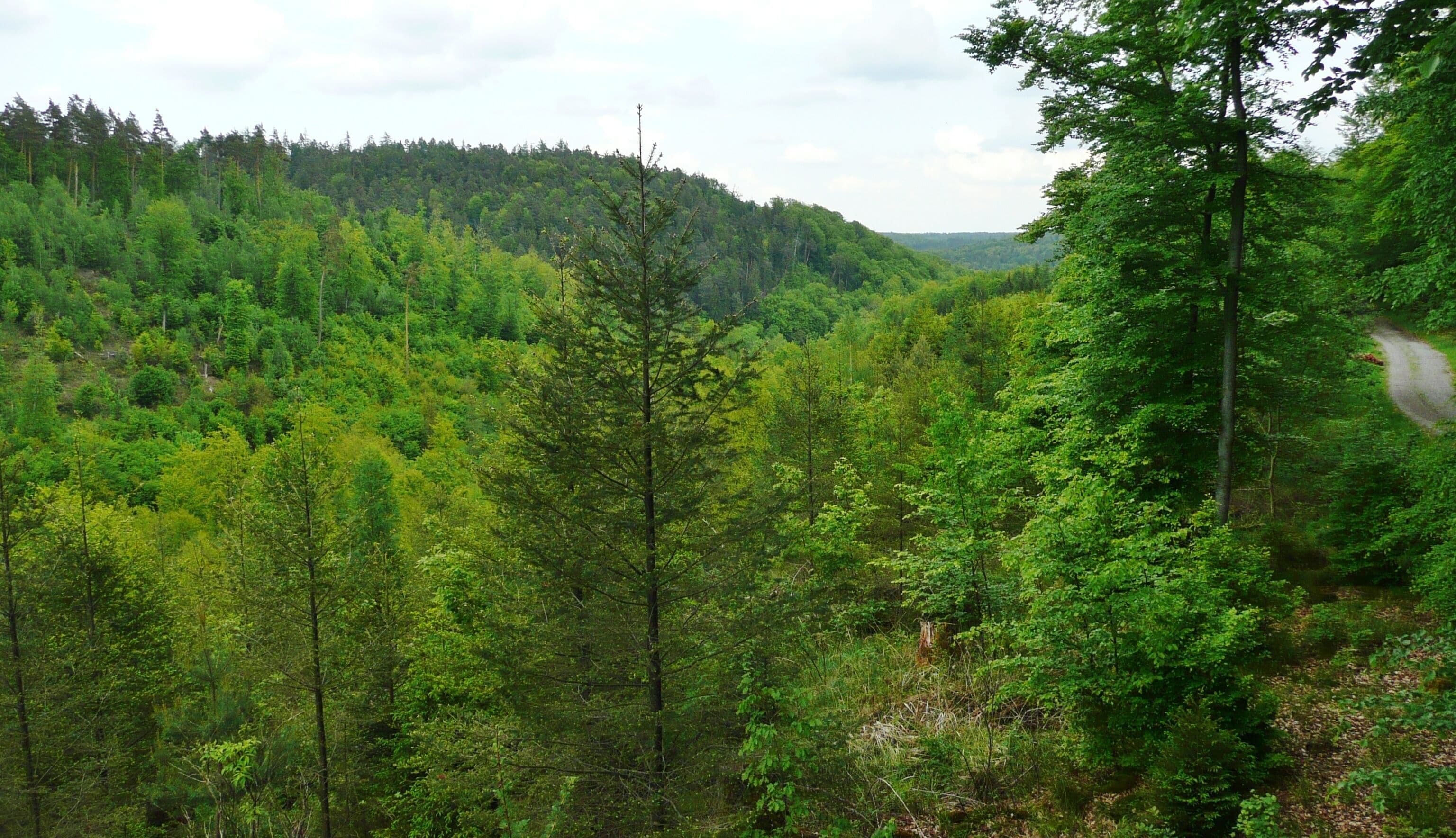 A dense forest with a winding road.
