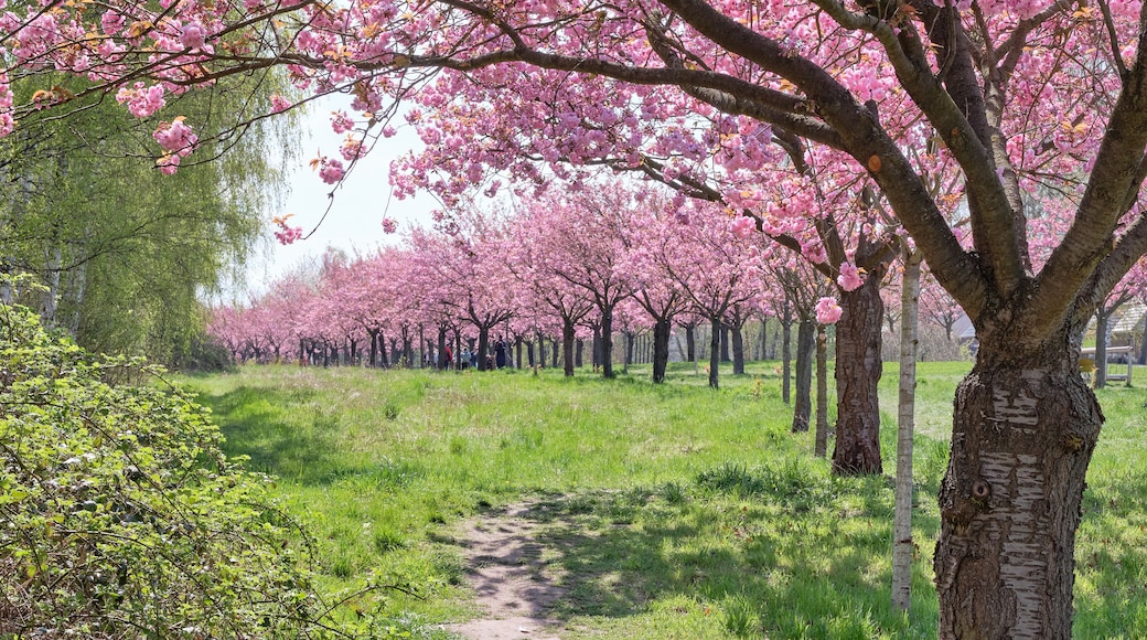 Cherry blossoms, pink sakura trees at the TV-Asahi-Alley in Teltow, Berlin, Germany. Alley of blossoming sakura following the path of former Wall.