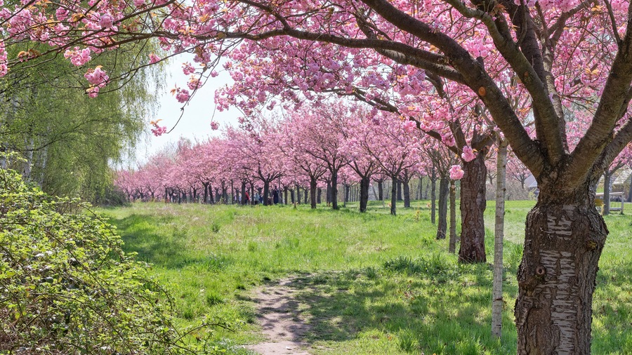 Un sendero en un parque con cerezos en plena floración.