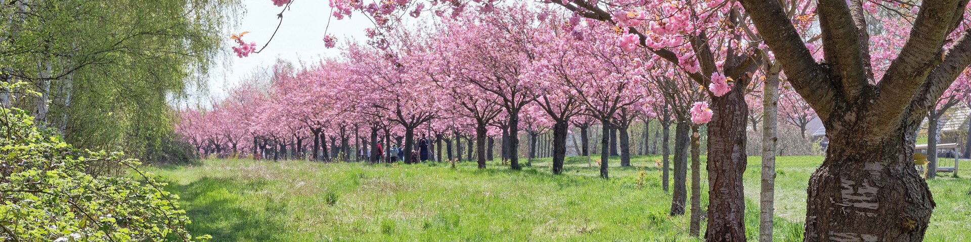 Un sendero en un parque con cerezos en plena floración.