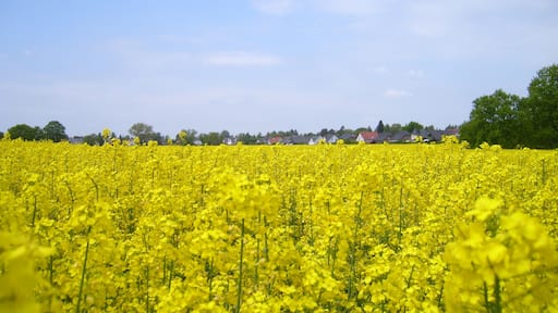Rapsfeld in Deutschland Teltow