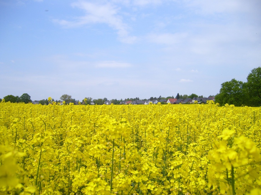 A field of yellow flowers with houses in the background.
