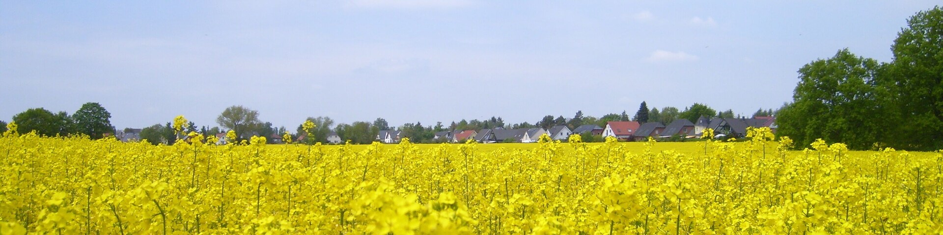 Rapsfeld in Deutschland Teltow
