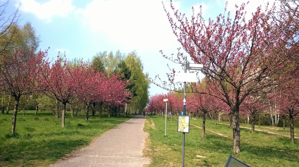 Berlin-Lichterfelde Berliner Mauerweg TV Asahi Kirschblütenweg