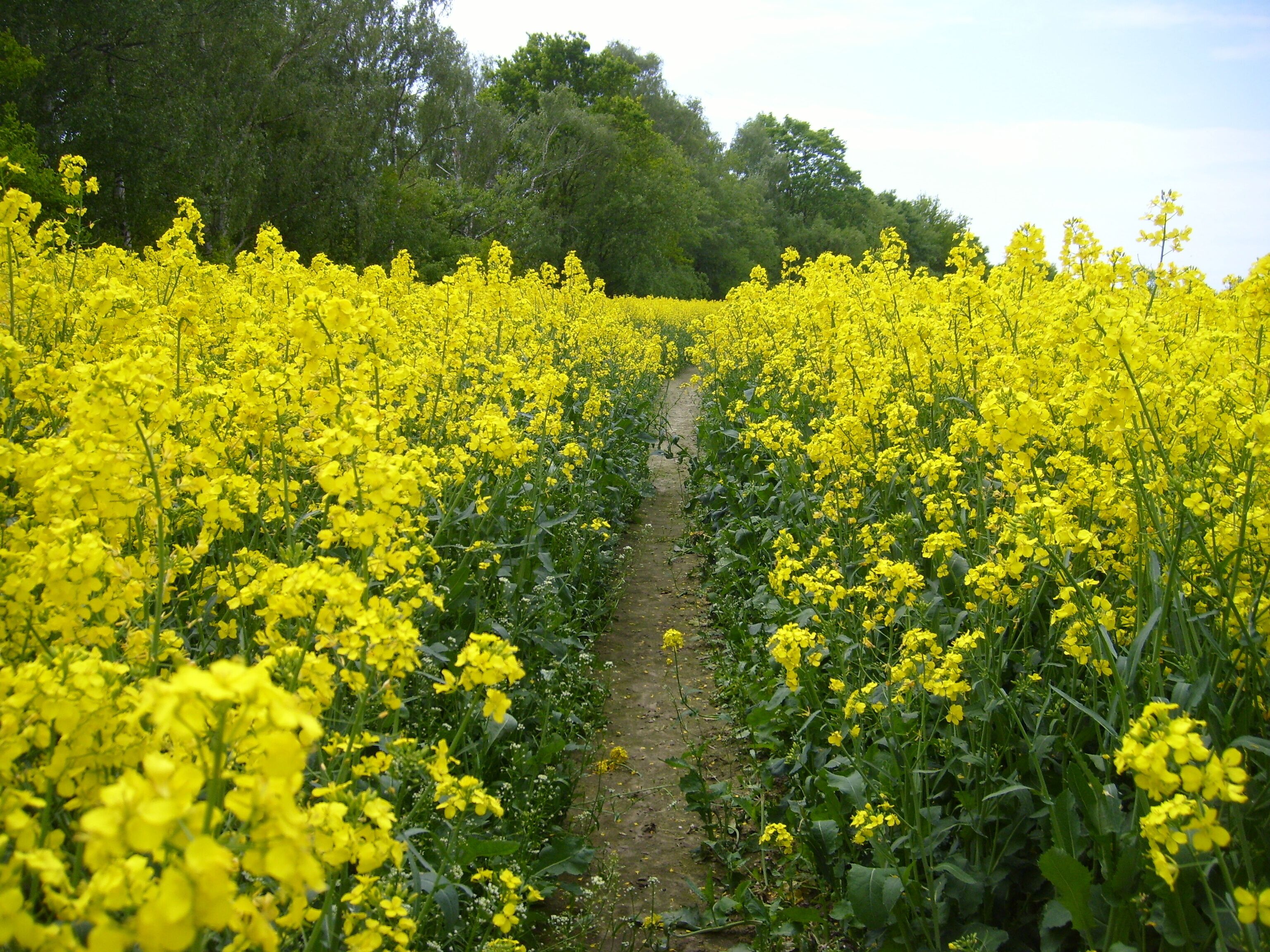 Rapsfeld in Deutschland Teltow