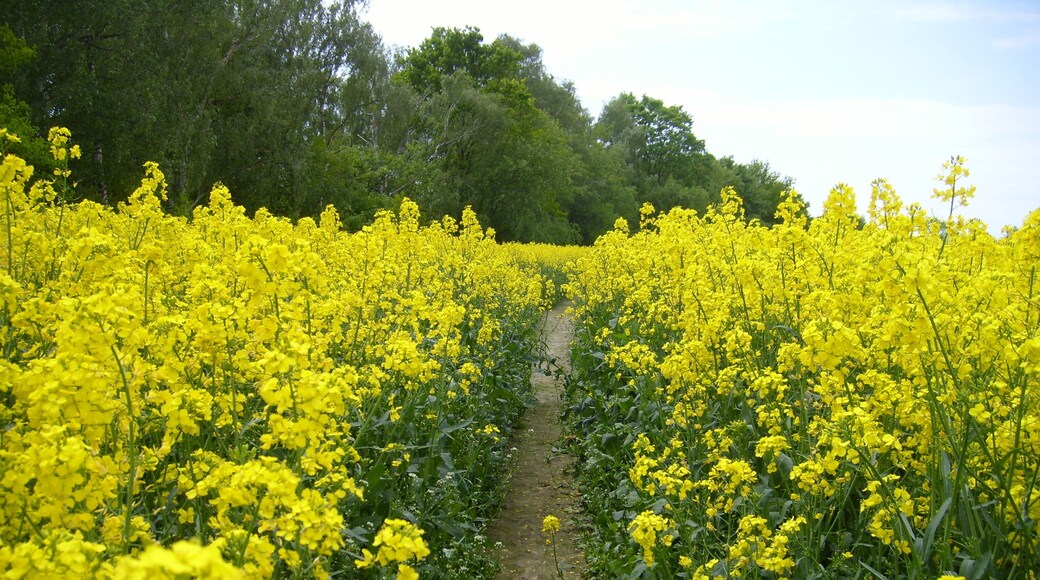 Rapsfeld in Deutschland Teltow