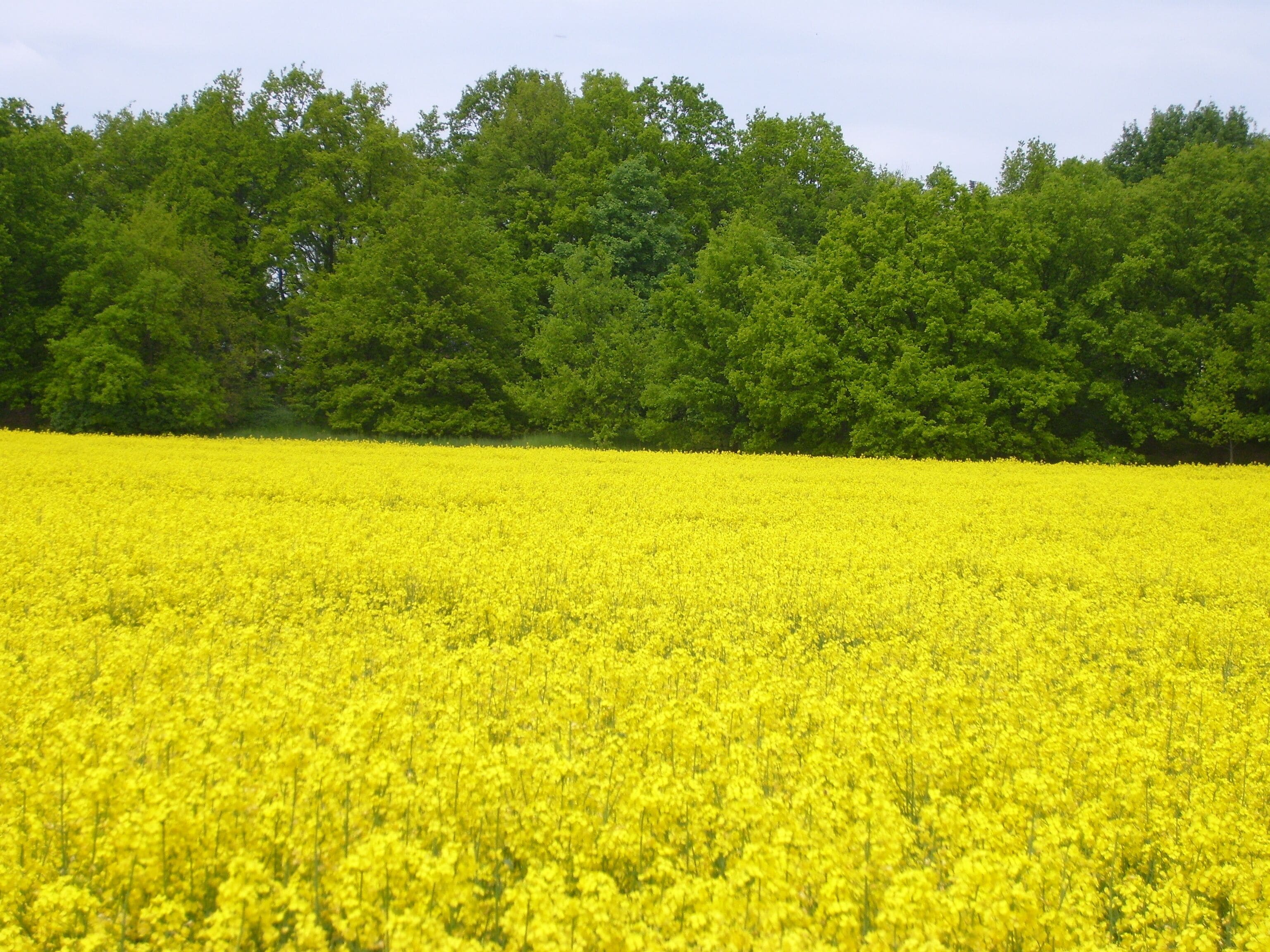 Rapsfeld in Deutschland Teltow