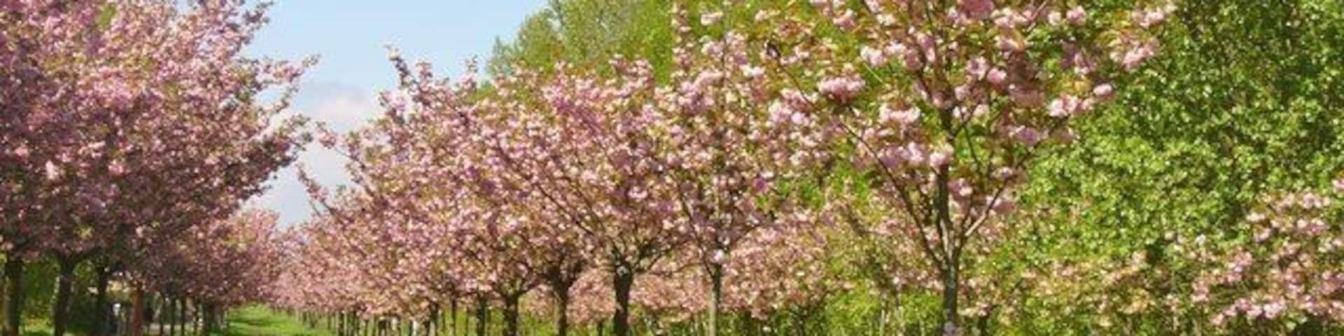 Teltow - Kirschbaumallee (Cherry Tree Avenue)