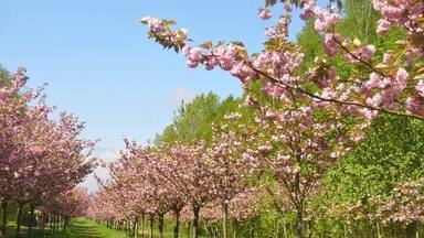 A cherry blossom orchard with rows of pink flowering trees.