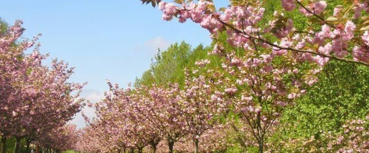 Teltow - Kirschbaumallee (Cherry Tree Avenue)