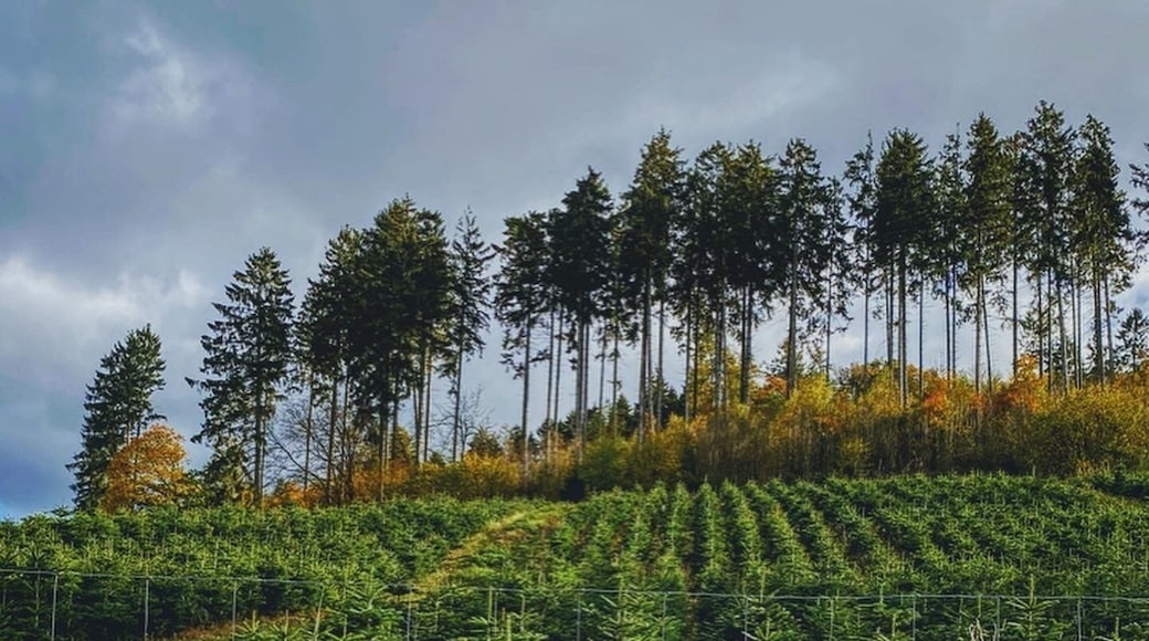 The whole Sauerland area boasts dense forests and rolling hills of green pastures. Thanks to the sheer space and cool climate, conifers are farmed all over. This Christmas tree farm can be seen on a footpath connecting the neighbouring villages of Allendorf and Stockum.
#lifeatexpedia #germany #sundern #sauerland #nrw